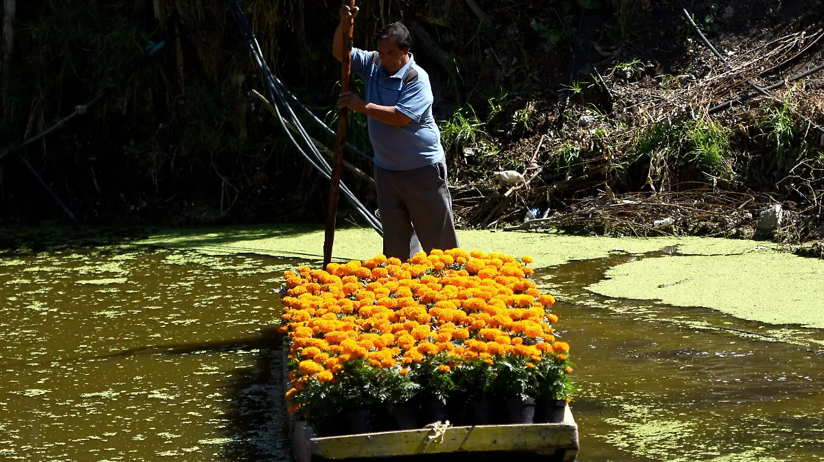 REPORTAJE CEMPASÚCHIL XOCHIMILCO... DANIEL GALEANA_(6)